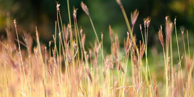 从农场到餐桌的保鲜革命：银河食品如何用智能与可降解包装技术重塑食品未来
