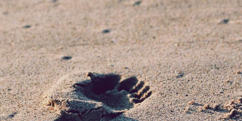 从农田到餐桌的科技革命：银河食品如何用3D打印重塑老年膳食与个性化营养未来